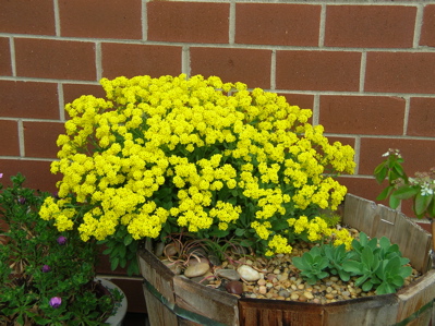 basket of gold in full bloom