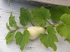 butternut on vine