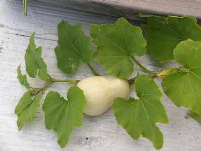 butternut ripening on vine