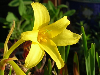 golden fairy lily with anthers and stigma showing