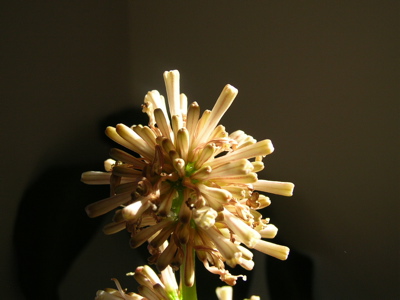 dracena beginning to open at sunset