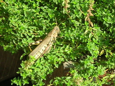 grasshopper munching thyme