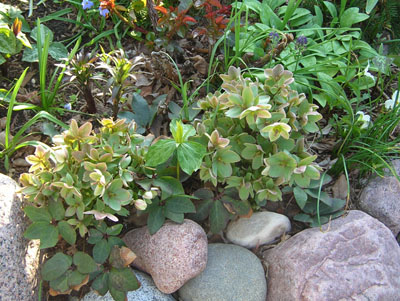 ivory prince hellebore at rae's place