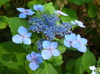 hydrangea at grandma sarahs