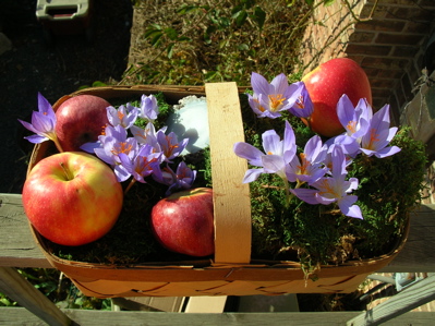 jonagold and crocus in baskets