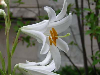 madonna lily profile