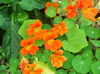 nasturtium flowers