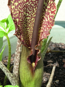 stinky, mottled, sauromatum spathe and spadix