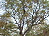 taxodium on san antonio river walk