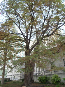 400 years old bald cypress on san antonio river walk