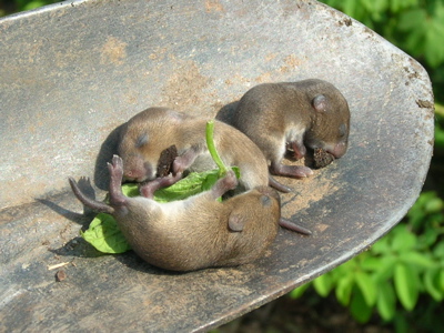 infant voles on trowel