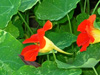 nasturtium flower profile