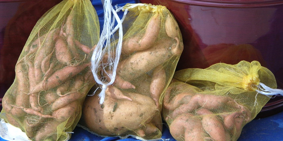 container sweet potato harvest 08