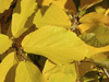 witch hazel fall color