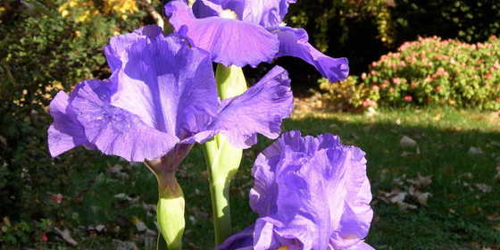 reblooming iris in autumn