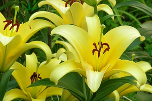 orienpet lily yelloween