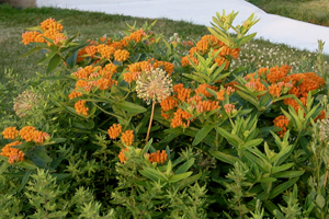 butterfly weed in bloom