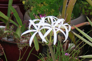 swamp lily container in bloom