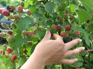 picking first blackberries