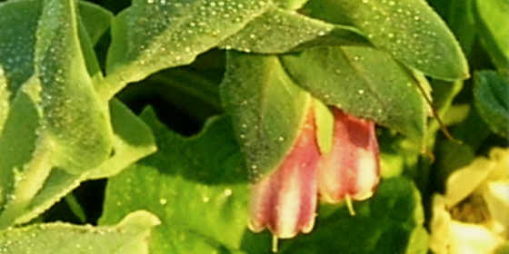 cerinthe atropurpurea flowers