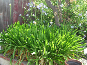 agapanthus stand