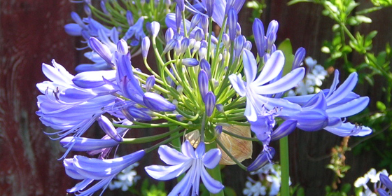 agapanthus flowers