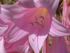 belladonna lily, naked lady