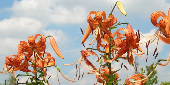 tiger lily stand