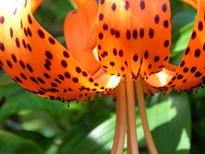 tiger lily flower close