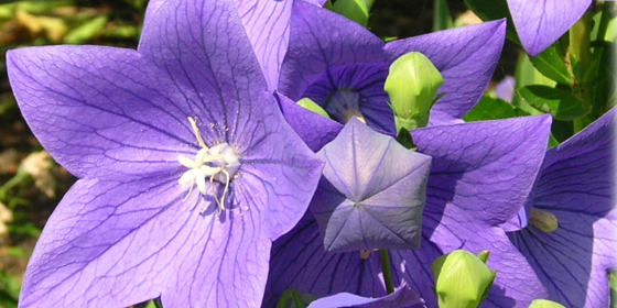 balloon flowers and buds