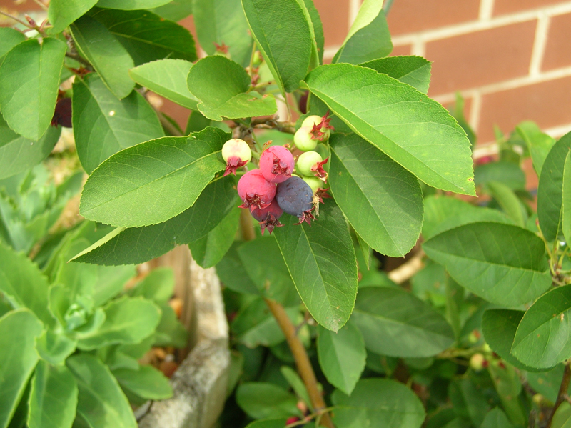 colorful serviceberries