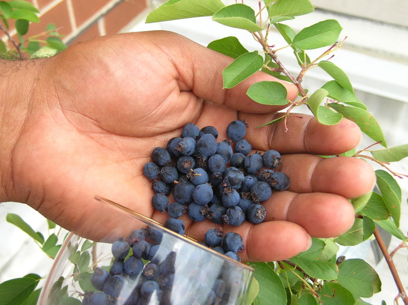 harvesting serviceberries