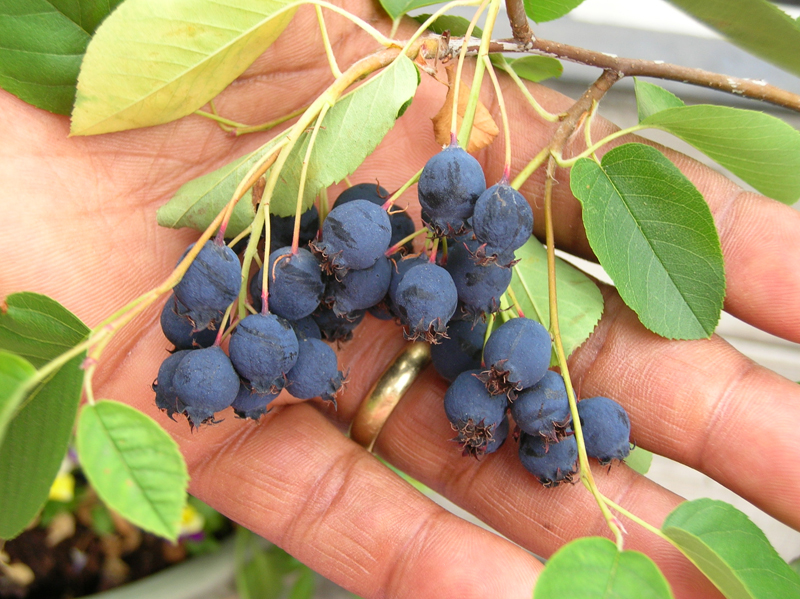 ripe serviceberries