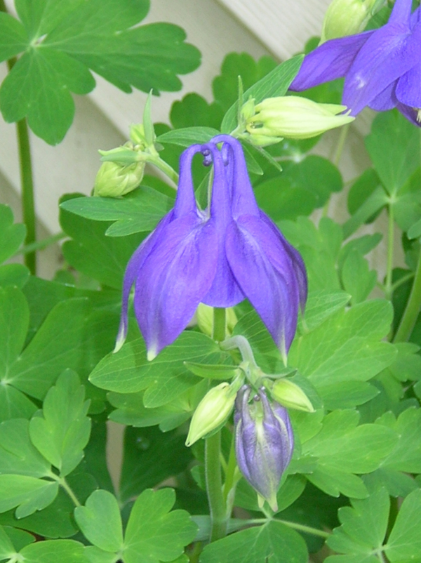 columbine purple budding