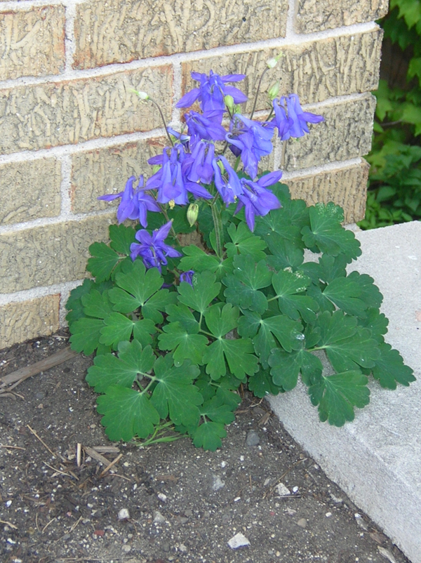 columbine purple in planter