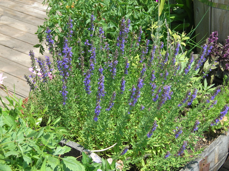 hyssop blooming