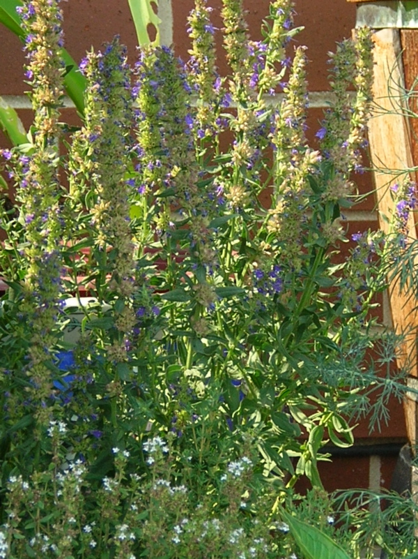 hyssop spent flowers