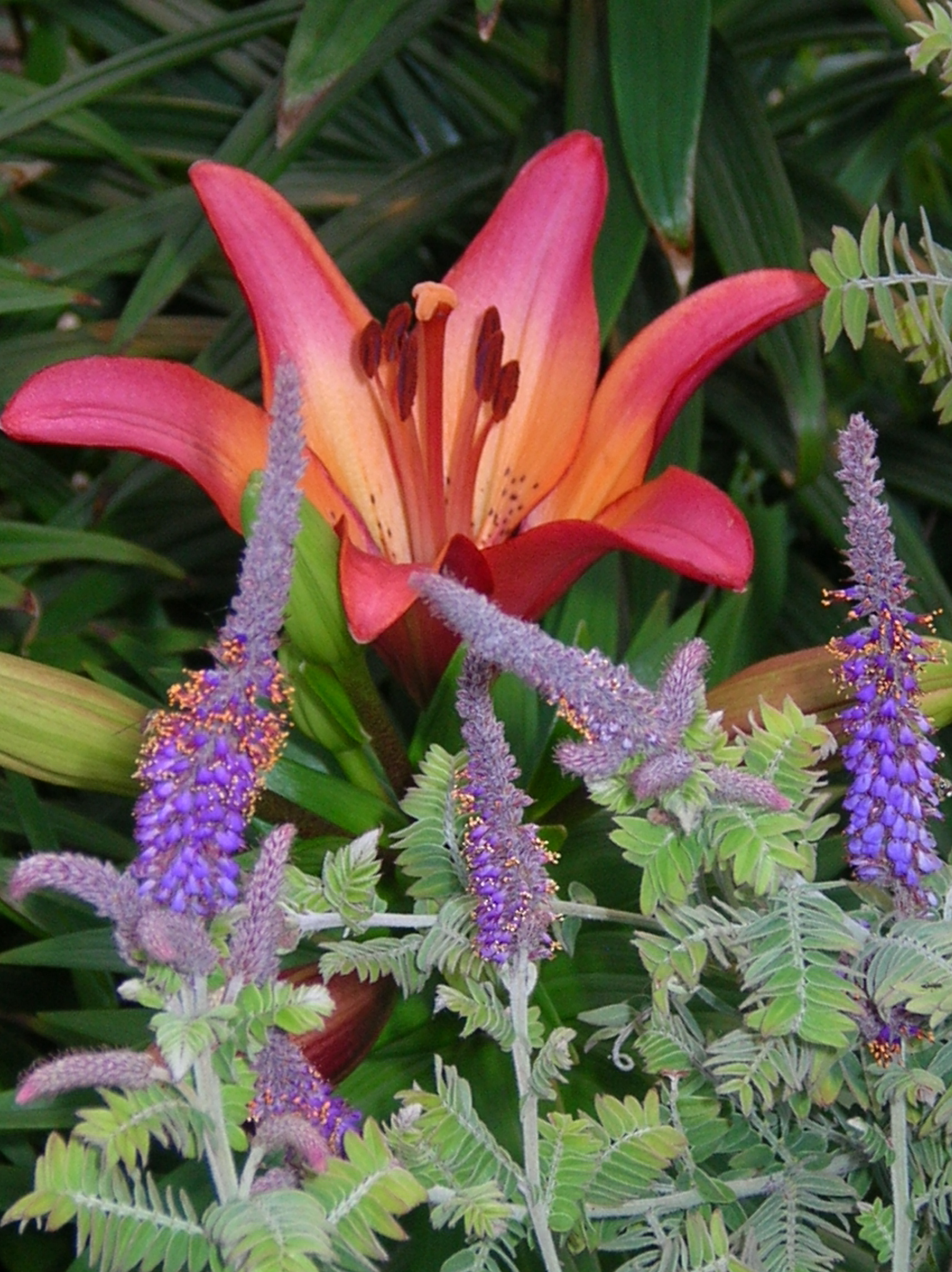 royal sunset with amorpha