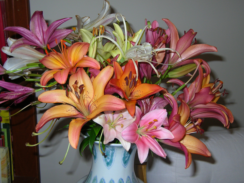 lilium cutflowers