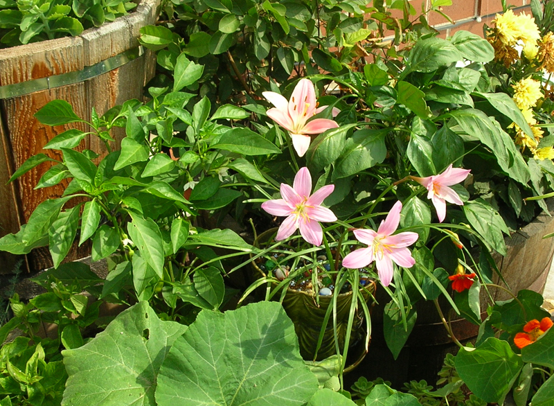 rain lilies and peppers