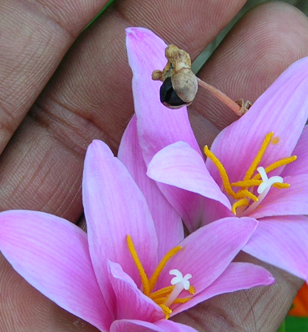 z grandiflora flowers and seedhead