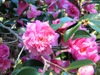 camellia sasanqua double pink