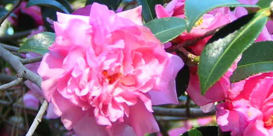 camellia sasanqua pink double