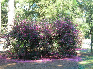 camellia sasanqua in landscape