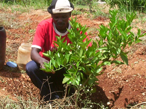 kenyan ben planting sweet orange