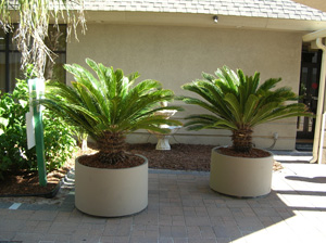 cycads in containers