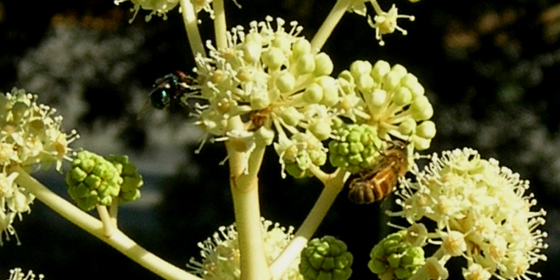 fatsia japonica infloresence