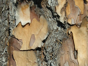 slash pine bark