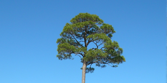 slash pine in parkway
