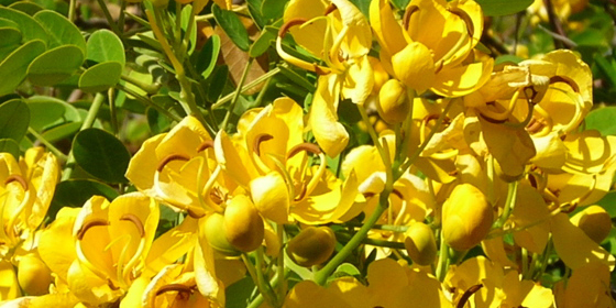 senna corymbosa flowers